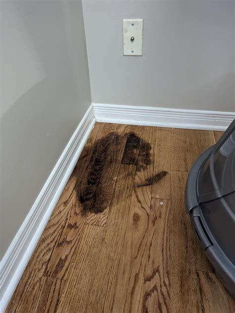 Cat Urine Stains On Hardwood Floors Effective Removal Tips Wood