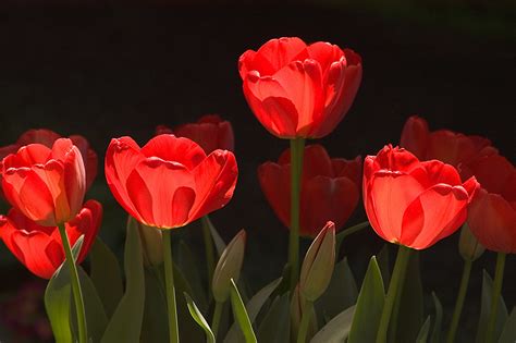 Tulips On An Organ Howard S Flickr