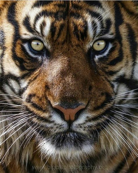 Tiger Pictures Animal Pictures Tiger Fotografie Beautiful Cats