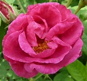 Specie di rose - Rose - Guida alle diverse specie di rose