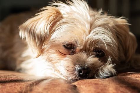 Shorkie Breed Info And 7 Must Know Facts For Pet Parents Big Dogs