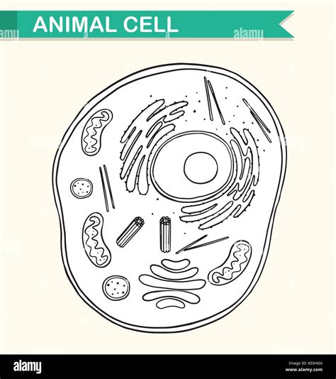 Diagram Showing Animal Cell Illustration Stock Vector Image And Art Alamy