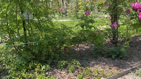 Training Shrub And Climbing Roses Using An Espalier Technique Youtube