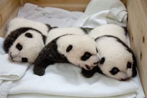 24 Ridiculously Cute Photos Of Baby Pandas That Will Instantly Make