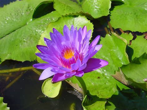 Camera angle from above front. Water Lily Pad Pond Flower by Enchantedgal-Stock on DeviantArt