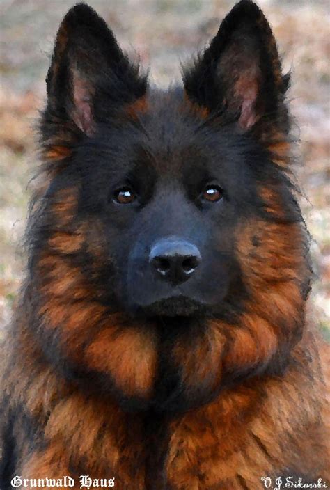 Receive Terrific Tips On German Shepherd They Are Actually Readily