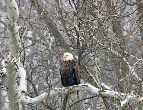 Bald Eagle In Winter Photograph By Steve Gass Fine Art America
