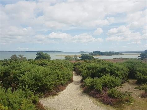 Arne Nature Reserve Dorset Explore The Beauty Of The Countryside