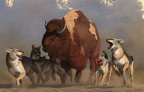 Wolf Attacking Bison