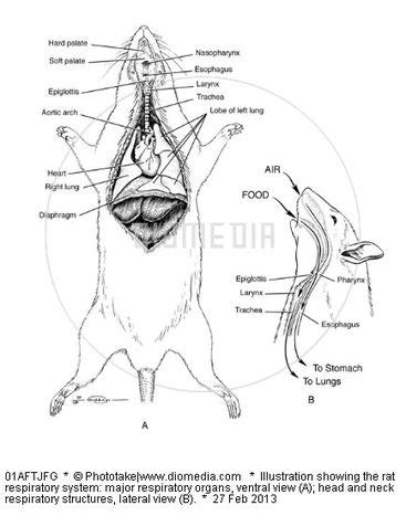 Respiratory