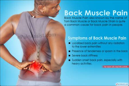 The spinal erectors are thought of as the lower back muscles. Back Pain - Symptom, Treatment And Causes - Omanghana
