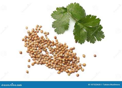 Coriander Leaves And Seeds Isolated On White Background Top View Stock