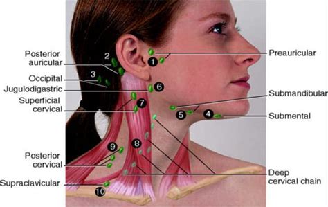 Neck Lymph Node Locations Nursing Assessment Lymph Massage Lymph Nodes
