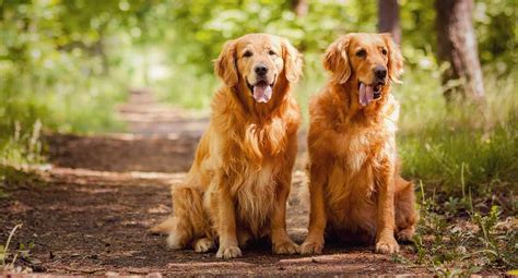Golden Retriever Dog Breed Information Pictures Characteristics