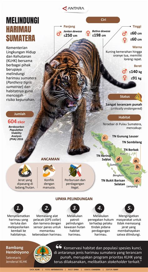 Infografis Melindungi Harimau Sumatera