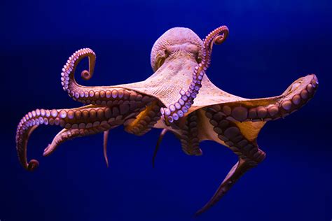 Why Octopuses Have Been Spotted Punching Fish