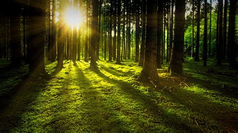 Download 2560x1440 Wallpaper Landscape Sunbeams Tree Forest Nature