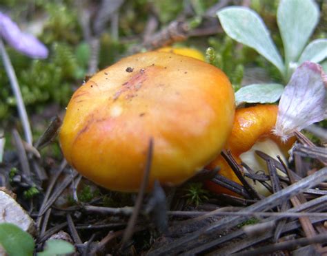 Fungi In Colorado