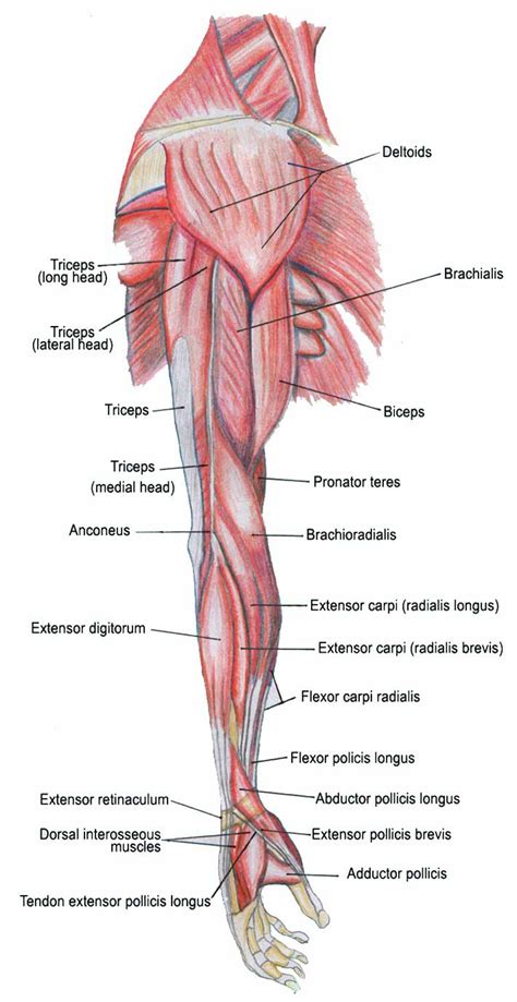 In the upper back region, the trapezius, rhomboid major, and levator scapulae muscles anchor the scapula and clavicle to the spines in addition to moving the arm and pectoral girdle, muscles of the chest and upper back work together as a group to support the. muscles-of-the-arm-diagram- | Healing Healthy Holistic