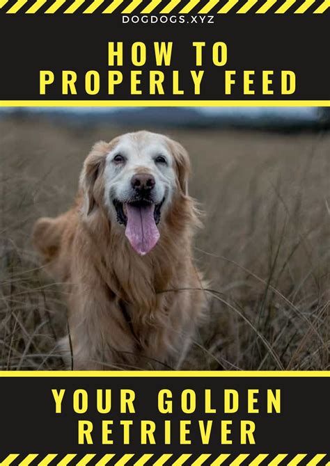 In a day, the meals can be spaced out as such: Teach Besides Me: How Much To Feed A Golden Retriever Puppy