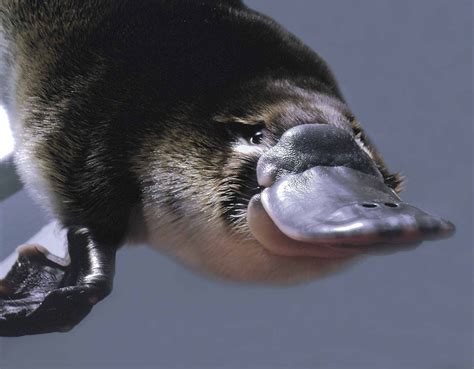 Platypus Symbolism A Message Spirit Animal Totems