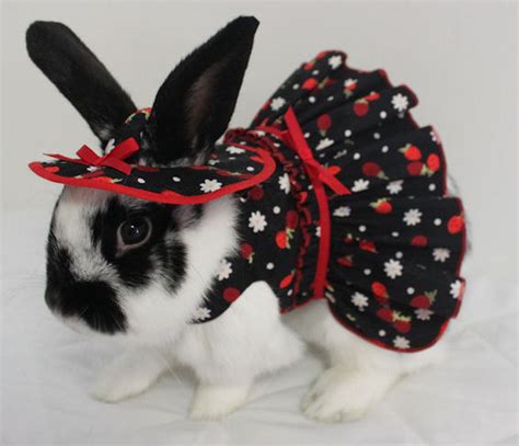 Pet Rabbit Clothes Pet Clothes Easter Bunny Costume Pet Bunny