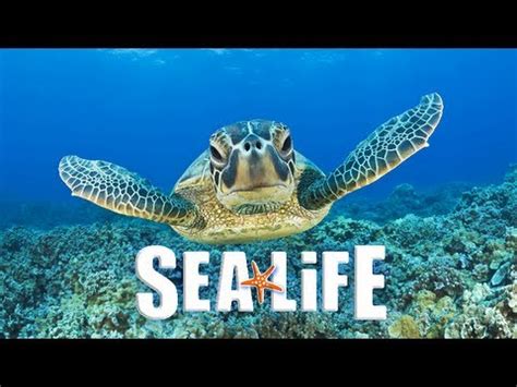 As of april 2017 there are 53 sea life attractions. SEA LIFE - Porto, Portugal HD - YouTube