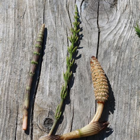 Victory Gardens For Diversity The Ancient Wisdom Of Horsetail