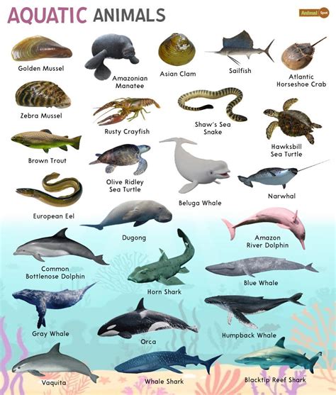 Sea Animals That Can Survive On Land Image To U