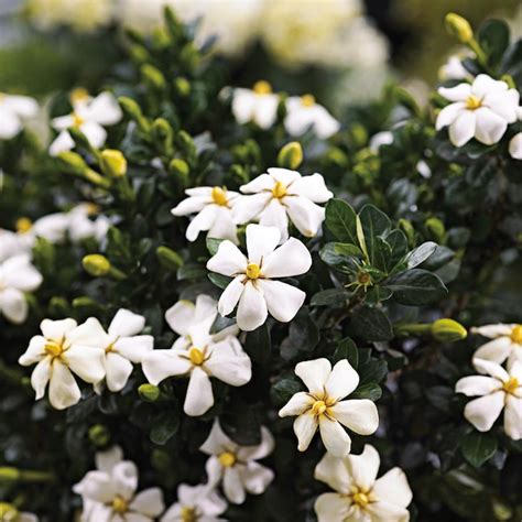 Monrovia White Heaven Scent Gardenia Flowering Shrub In 225 Gallon S