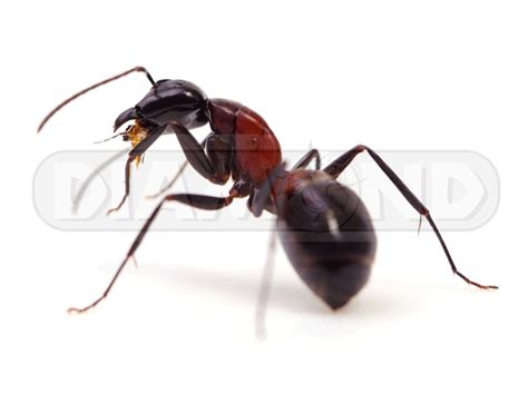 Black diamond termite and pest control, inc. Diamond Pest Control :: Pest Control Johor Bahru ...