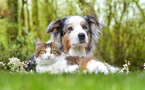 Cat And Dog Wallpaper Hd Free