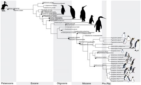 Phylogenetic Tree Of Extant And Extinct Penguins The Phylogeny