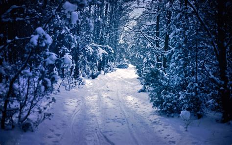 Narrow Path Through Snowy Forest Hd Wallpaper Background Image