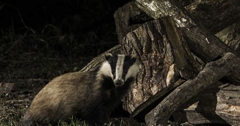 Badger Cull Expansion Announced Despite Damning Scientific Evidence