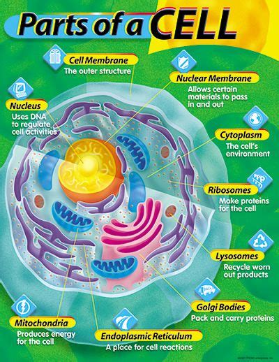 Cell Biology Poster Science Cells Science Biology Cell Biology