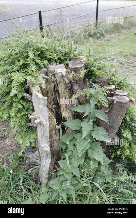 Cut Rotten Tree Stump With Suckers Nettles And Overgrown Vegetation