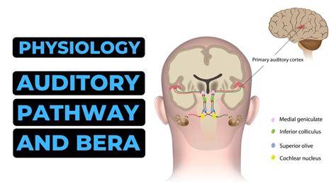 Auditory Pathway And Brainstem Evoked Response Audiometry Bera