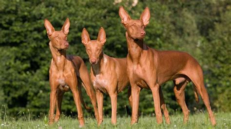 Anubis Pharaoh Hound Holdingslaneta