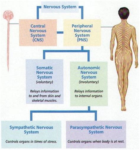 The central nervous system (cns) and the peripheral nervous system (pns).the central system is the primary command center for the body, and is comprised of. Level 2 Anatomy and Physiology Quiz Mock Paper: Part 4 of 4