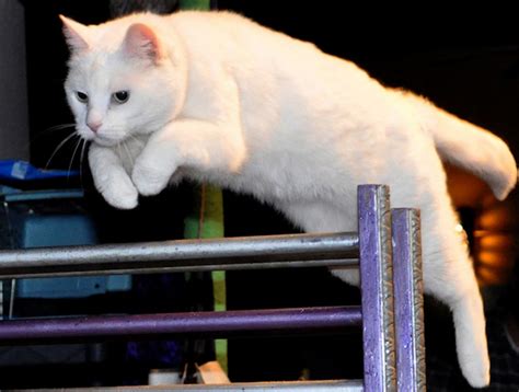 The Acro Cats Are Coming To Massachusetts