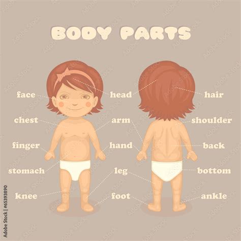 Vecteur Stock Baby Girl Body Parts Vector Cartoon Illustration For