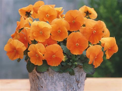 14 Pretty And Unusual Pansy Varieties