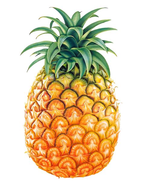 Pineapple Png Transparent Images Free Download Pngfre