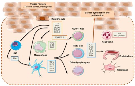 Ijms Free Full Text Psoriasis Pathogenesis And Treatment