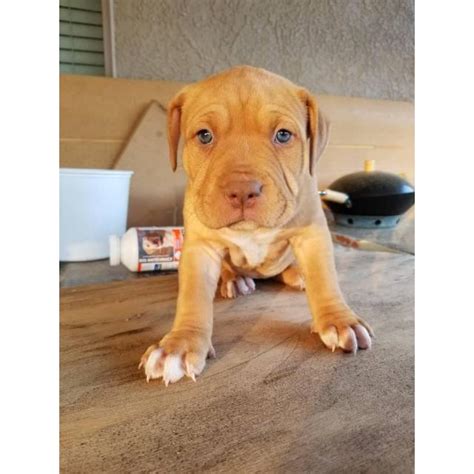Favorite this post jul 9. 6 Full blood Red Nose Pitbull puppies in Sacramento, California - Puppies for Sale Near Me