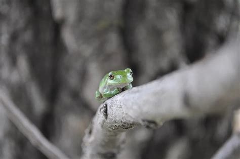 Fun Gray Tree Frog Facts For Kids Kidadl