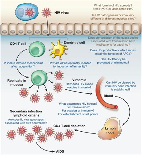 Immunology And The Elusive Aids Vaccine Nature