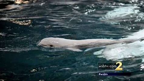 Baby Beluga Whale Born At The Georgia Aquarium Wsb Tv Channel 2 Atlanta