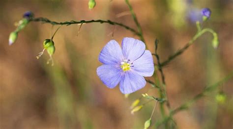 Blue Flax How To Plant Grow And Care For Linum Perenne